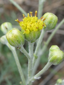 Hymenopappus filifolious var.